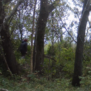 Hiding behind the trees
