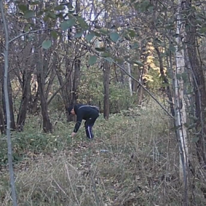 Creeping through the woods