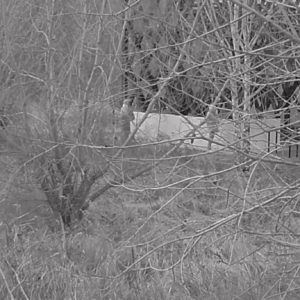 Woman captured by the cameras