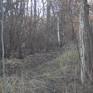 Women along the trails