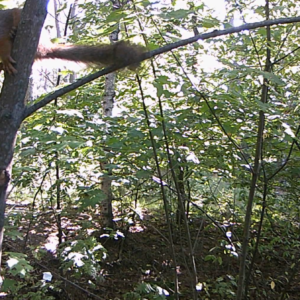 Feeling a little squirrely