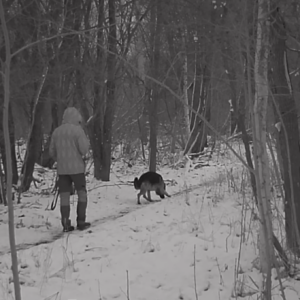 Who let the dog out?
