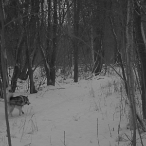 Strolling on the pee trail