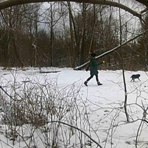 Walking the dogs and a little more