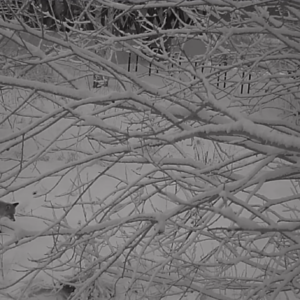 Fresh snow, a fox and family time in the woods