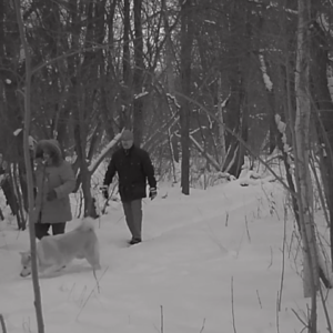 Hikers during the day, foxes at night