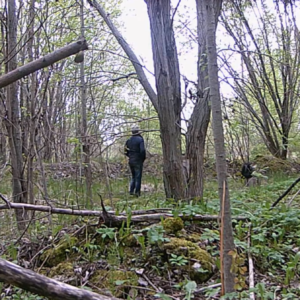 Lurking around the woods