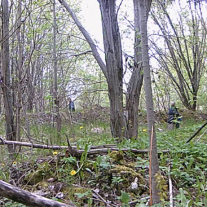 More lurkers at the cruising trail