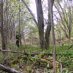 Lurking around the cruising trail