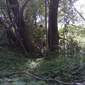 Dropping logs