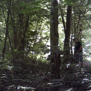New view on the pee trail