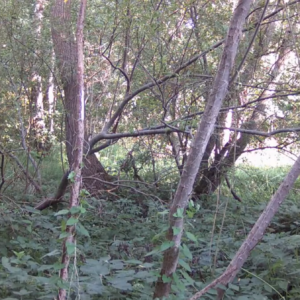 Men caught leaking in the woods