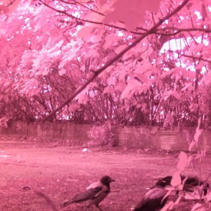 A murder of crows
