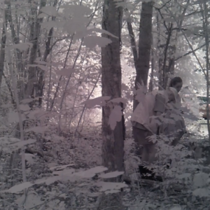 Daily activity around the trails