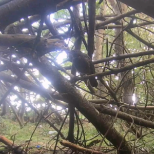 Various visitors caught by our cameras