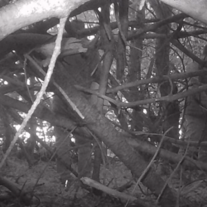 Men at the beach forest peeing together
