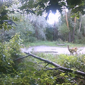 The deer return to the trail