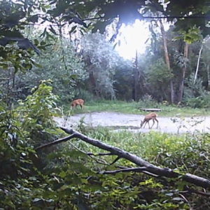 Animal encounters, a few explorers and a little rain