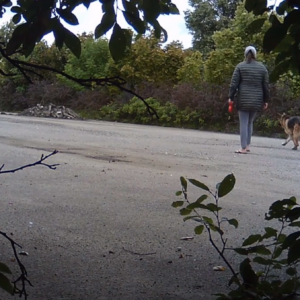 Explorers, birds and a poor old pup
