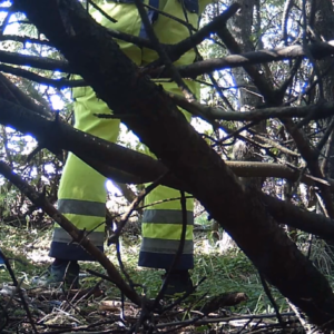 Big dump at the beach forest