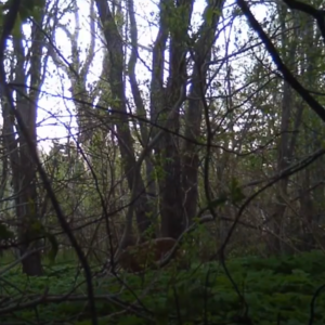 Another deer visit