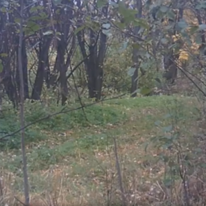 Four deer visit the parking lot