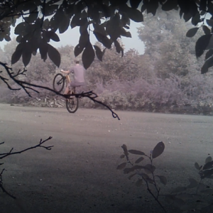 Biker and birds