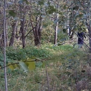 The forest chain smoker
