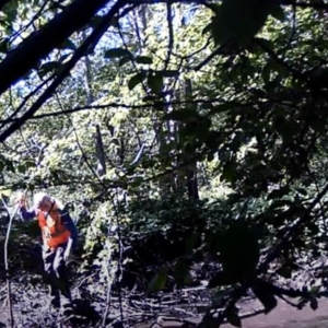 Beaver Dam Removal – Part 2
