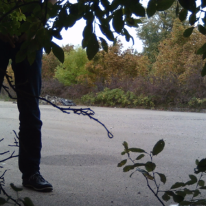 License plate switcher returns