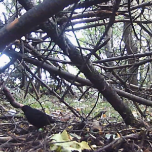 Nature encounters – Birds at the lot