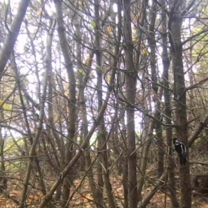 Nature views from our trail cameras