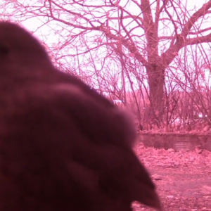 Coming in for a close up