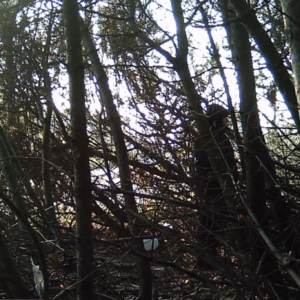 A few men in the trees