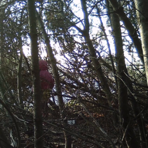Two women in the trees and lovers in the lot