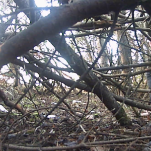 Van man and a lady in the woods