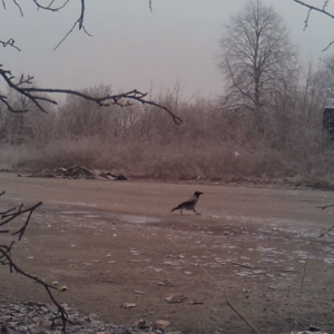 Birds don’t like our cameras