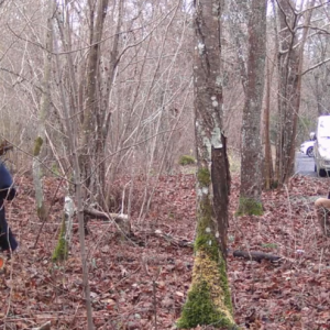 Forest photo shoot