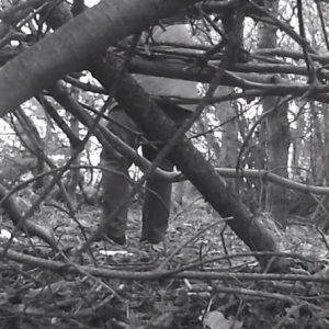 Soft flowing crap in the woods