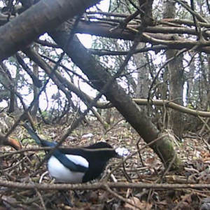 Majestic magpies