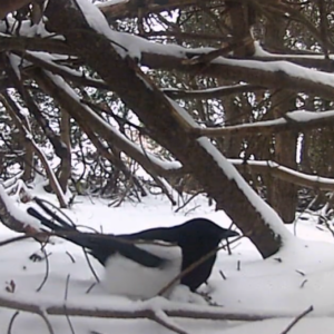 Snow birds in the woods