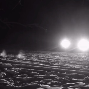 A little yellow snow and drifters