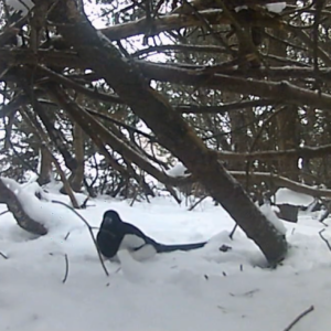 Winter in the beach forest