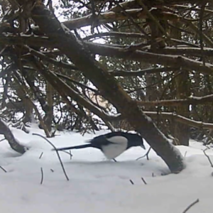 Worker, magpie and a preview of a new location