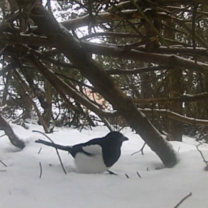 Birds and activity in the dark
