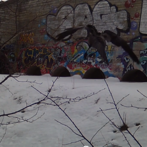 Lots of birds