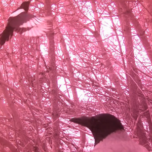 Birds attack and taggers return