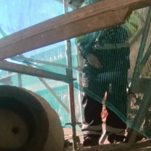 Workers and a few forest visitors