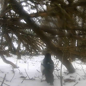 A cat and some snow birds