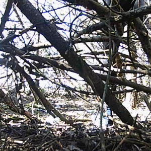 Lurking in the brush